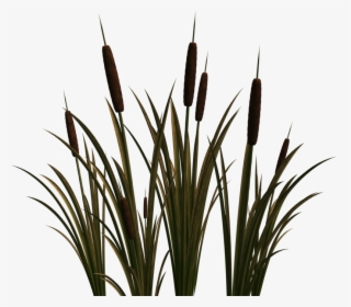 Clip Art Portable Network Graphics Cattail Image Scirpus, HD Png Download, Free Download
