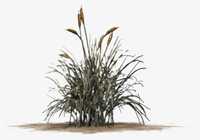 Cat Tail Grass Png, Transparent Png, Png Download, Free Download