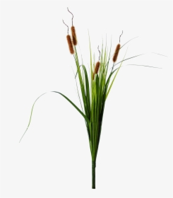 Cattails Png, Transparent Png, Free Download