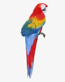 Macaw Free Download Png, Transparent Png, Free Download