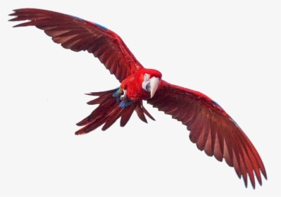 Macaw Free Png Image, Transparent Png, Free Download