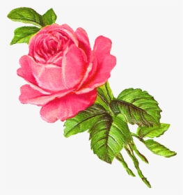 Rose .png, Transparent Png, Free Download