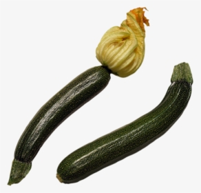 Tube Légume, Courgettes Png, Transparent Png, Free Download