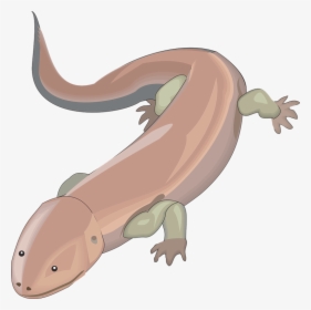 Salamander Png Background Image, Transparent Png, Free Download