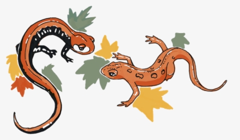 Salamander Png, Transparent Png, Free Download