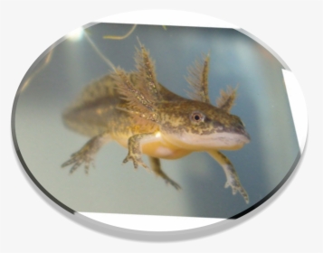 Salamander Png, Transparent Png, Free Download