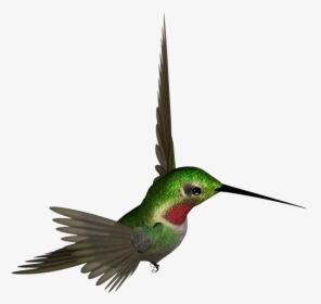 Download Hummingbird Png, Transparent Png, Free Download