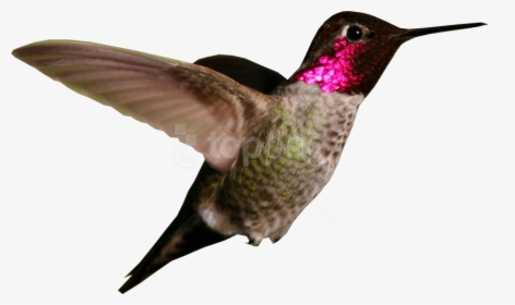 Hummingbird,neck,water Bird, HD Png Download, Free Download