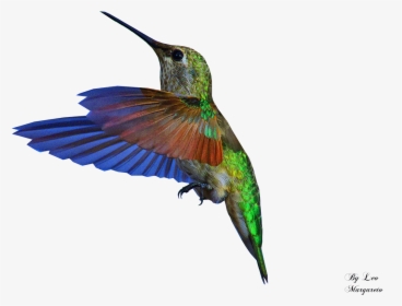 Bee Hummingbird Gif Portable Network Graphics, HD Png Download, Free Download