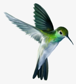 Transparent Hummingbird Png, Png Download, Free Download