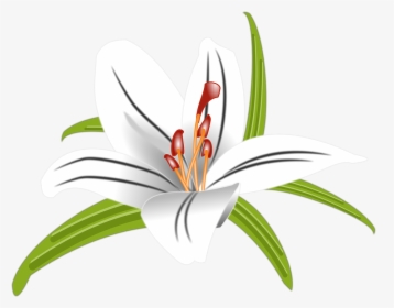 Lilly, Flower, Floral, Blossom, Nature, Bloom, White, HD Png Download, Free Download