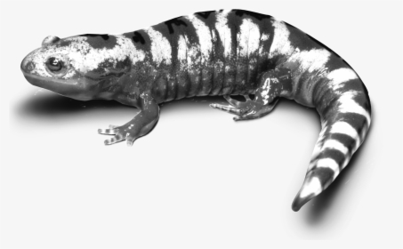 Salamander Png, Transparent Png, Free Download