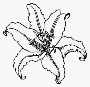 Lilly Clip Art At, HD Png Download, Free Download