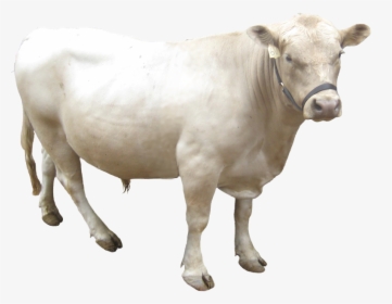 Transparent Dairy Cow Png - Gray Cow Png, Png Download, Free Download