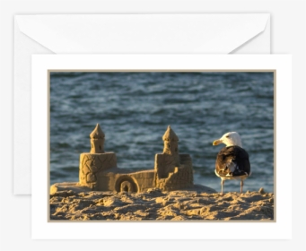 Seagull-1 - Picture Frame, HD Png Download, Free Download