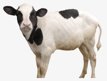 Cow Png, Transparent Png, Free Download