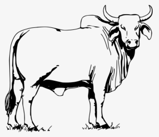 Cow And Bull Png - Bull Clipart Black And White, Transparent Png, Free Download