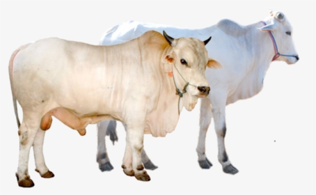 Cattle Vector Sapi Qurban - Qurbani Cow, HD Png Download, Free Download