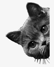 #cat #peeking #peekingcat #freetoedit - Cat Peeking Transparent Png, Png Download, Free Download