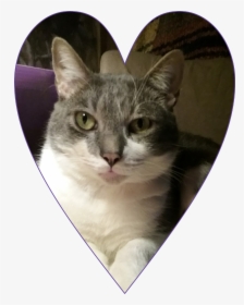 Domestic Short-haired Cat, HD Png Download, Free Download
