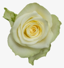 Athena-a - Floribunda, HD Png Download, Free Download