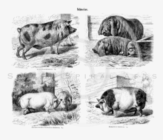 Transparent Farm Animals Png - Vintage Pics Of Pigs, Png Download, Free Download
