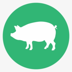 Illustrations Pigs - Domestic Pig, HD Png Download, Free Download