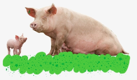 Domestic Pig, HD Png Download, Free Download