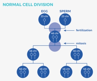 Graphic Showing The Process Of Normal Cell Division - Trisomy 21 Nondisjunction Down Syndrome, HD Png Download, Free Download