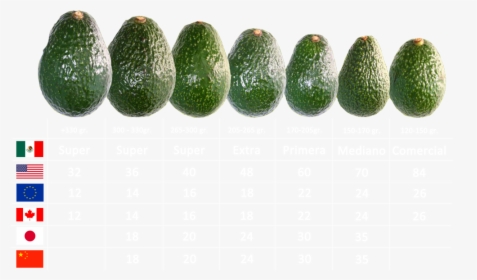 Calibres De Aguacate Hass, HD Png Download, Free Download