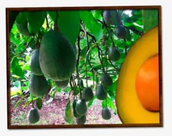 Aguacates Chahena - Mango, HD Png Download, Free Download