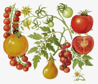 Tomate - Tomato Botanical Illustration, HD Png Download, Free Download