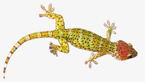 Geckos Transparent Images Png - Gecko Png, Png Download, Free Download