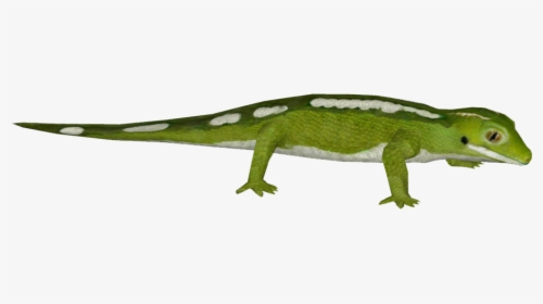 Auckland Green Gecko, HD Png Download, Free Download