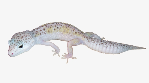 Funny - White And Yellow Mack Snow Leopard Gecko, HD Png Download, Free Download