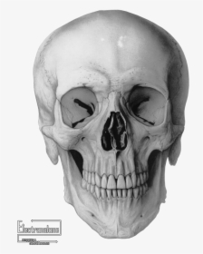 Clipart Skull Angle - Skull Illustration, HD Png Download, Free Download
