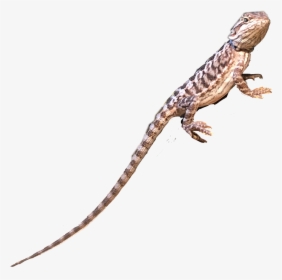 #challenge #lizard #gecko #leopardgecko #cute #reptile - Agama, HD Png Download, Free Download