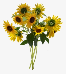 Sun Flower Bouquet Png, Transparent Png, Free Download