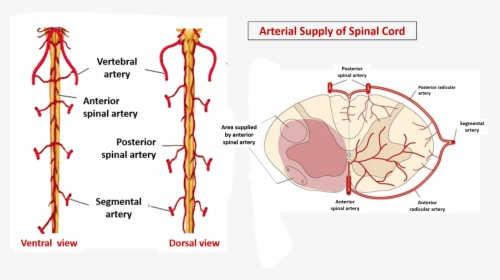 Describe The Arterial Supply Of Spinal Cord - Anterior Spinal Artery Dissection, HD Png Download, Free Download