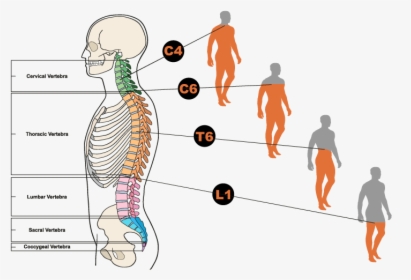 Illustration Of Back With Spine Shown In Red - Spinal Cord Images Download, HD Png Download, Free Download
