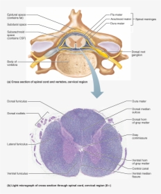 Spinal Cord Cervical Region Cross Section, HD Png Download, Free Download