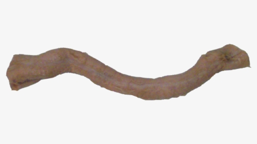 Earthworm, HD Png Download, Free Download