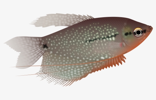 Fish, Sea Life, Aquarium, Animal - Pearl Gourami Png, Transparent Png, Free Download