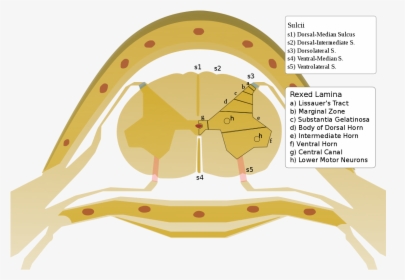 Anterolateral Sulcus Of Spinal Cord, HD Png Download, Free Download