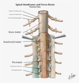 Picture - Spinal Cord Denticulate Ligaments, HD Png Download, Free Download