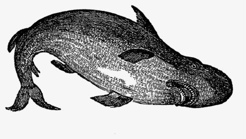 Fish Shark Image Sea Life Transfer Illustration Digital - Sketch, HD Png Download, Free Download