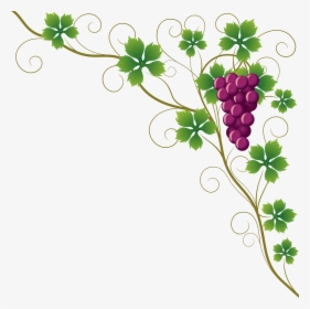 Common Grape Vine Grape Leaves Wine Clip Art - Grape Leaf Vector Free, HD Png Download, Free Download