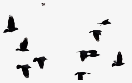 Bird Cut Out Photoshop , Png Download - Bird Photo For Photoshop, Transparent Png, Free Download