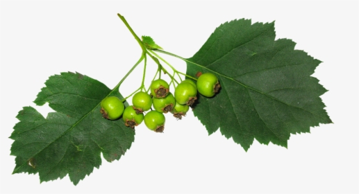 Leaves, Berry, Fruit, Green Leaves, Green, Stand-alone - Hojas Con Fruta, HD Png Download, Free Download