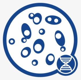 Yeast Dna Icon - Circle, HD Png Download, Free Download